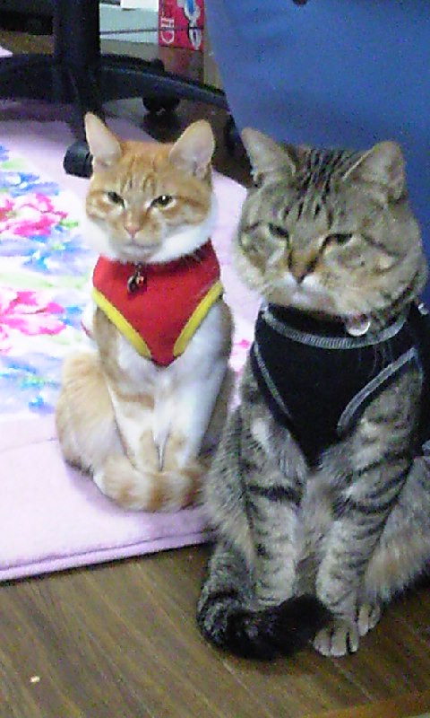 コメント155の画像