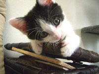 コメント5の画像