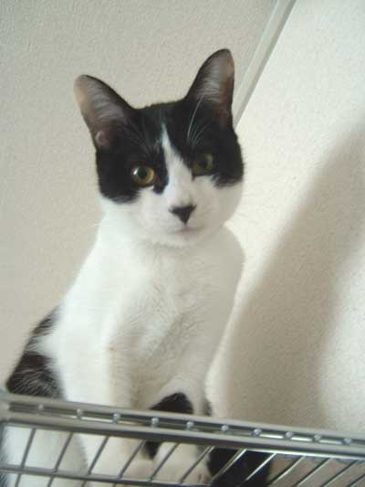 コメント14の画像