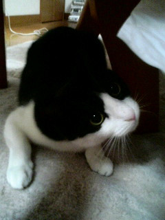 コメント25の画像