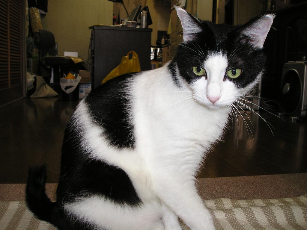 コメント28の画像