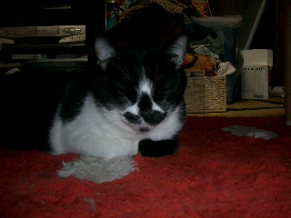 コメント33の画像