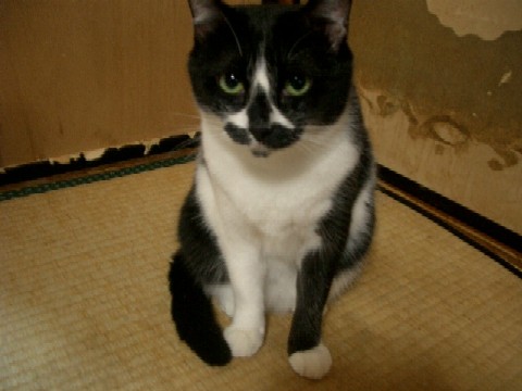 コメント36の画像