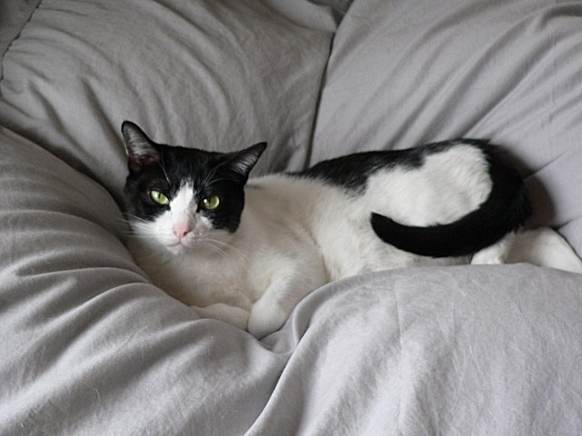 コメント32の画像