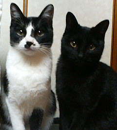 コメント47の画像