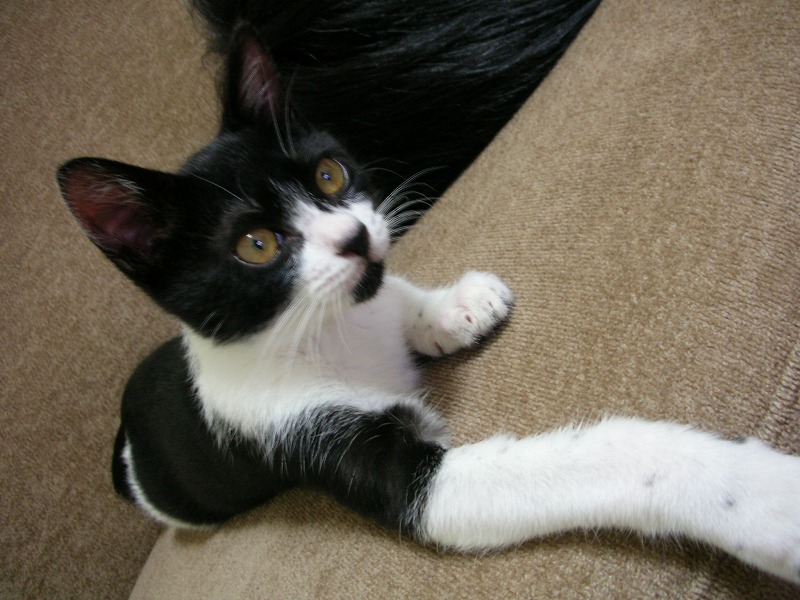 コメント42の画像