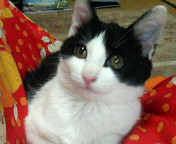 コメント43の画像