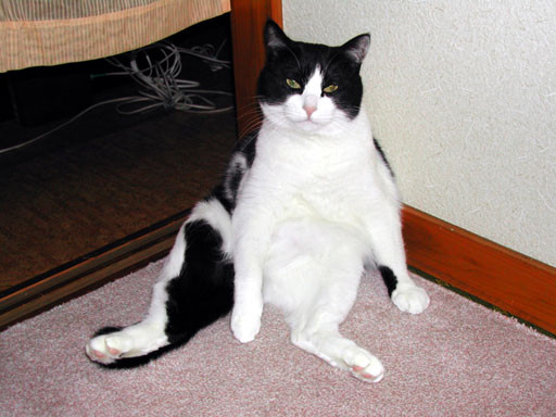 コメント48の画像