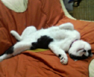 コメント54の画像