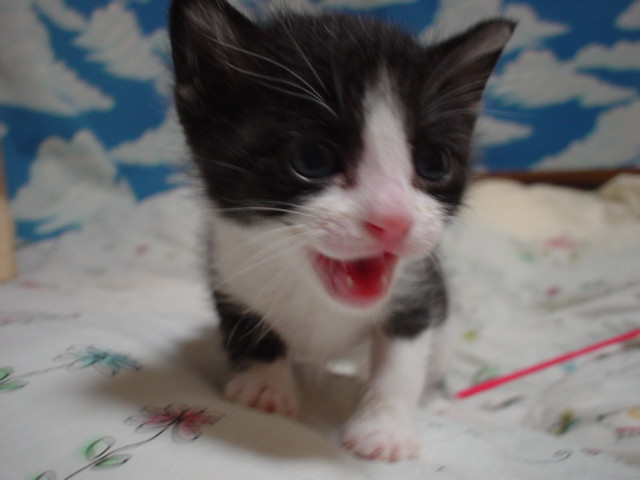 コメント50の画像