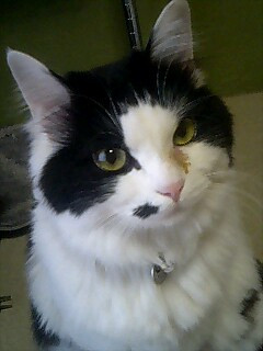 コメント51の画像