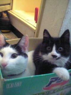 コメント55の画像