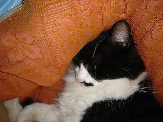 コメント57の画像