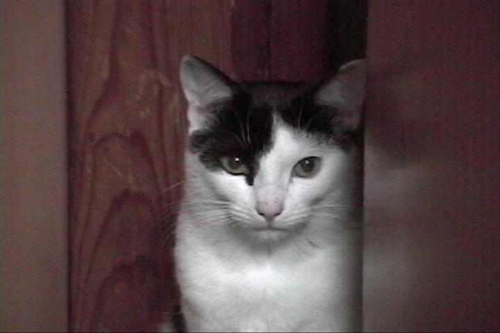 コメント62の画像