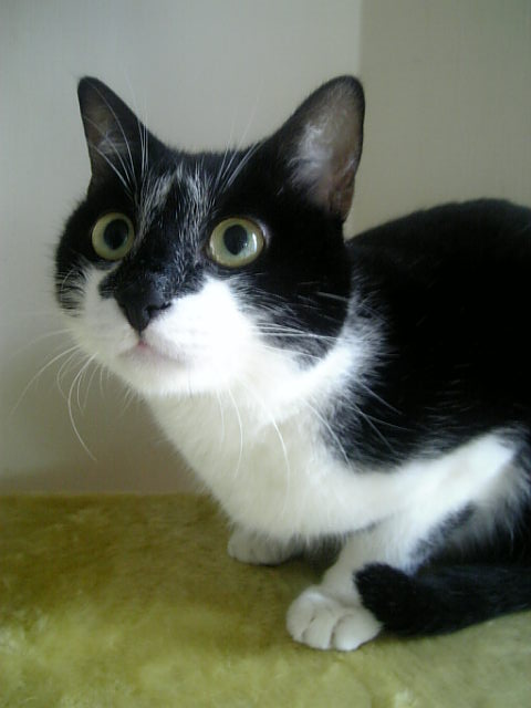 コメント65の画像