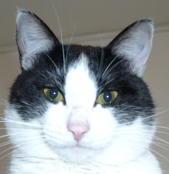 コメント66の画像