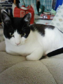 コメント71の画像