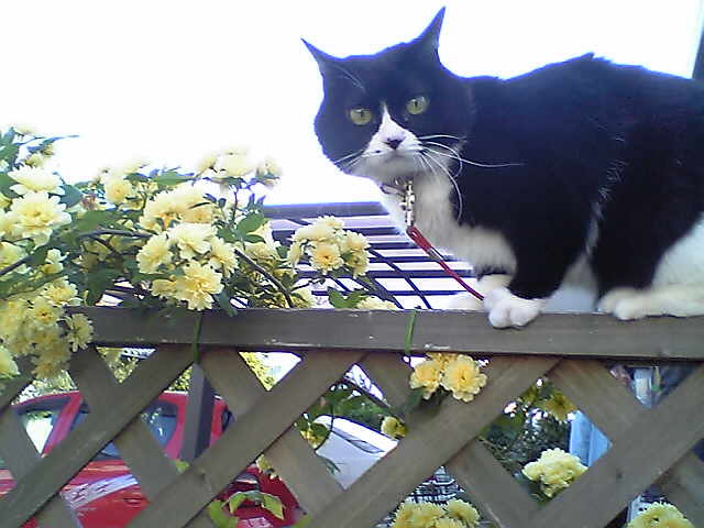 コメント7の画像