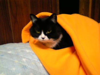 コメント27の画像