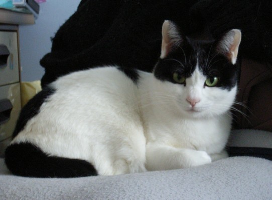 コメント12の画像