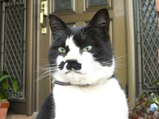 コメント37の画像