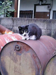 コメント17の画像