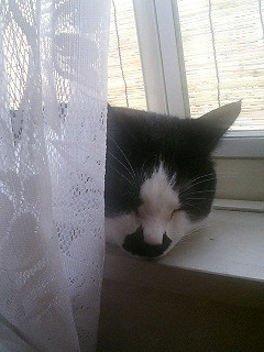 コメント35の画像