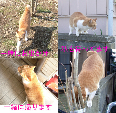 コメント10の画像