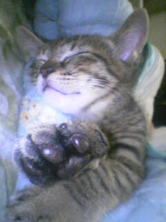 コメント13の画像