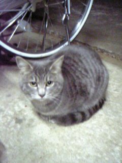 コメント22の画像