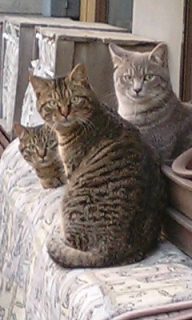 コメント36の画像