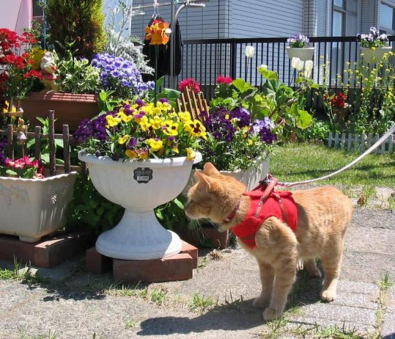 コメント4の画像