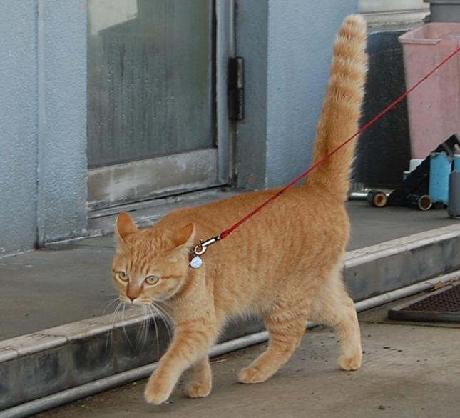 コメント17の画像