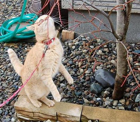 コメント23の画像