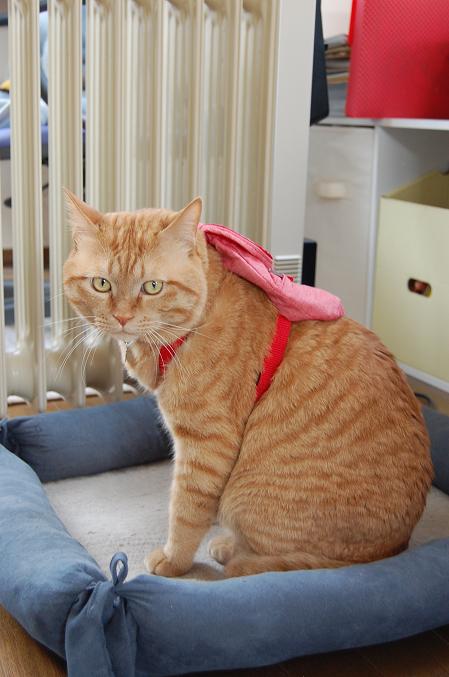 コメント39の画像