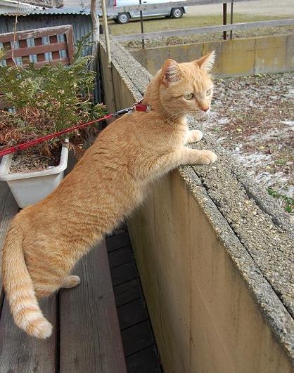 コメント45の画像