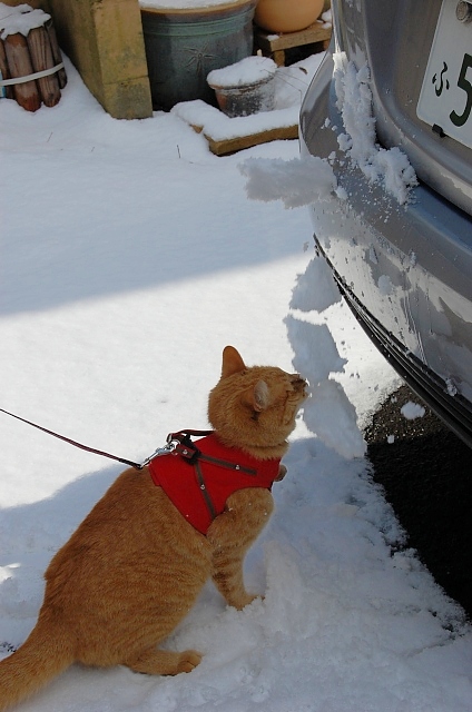 コメント49の画像