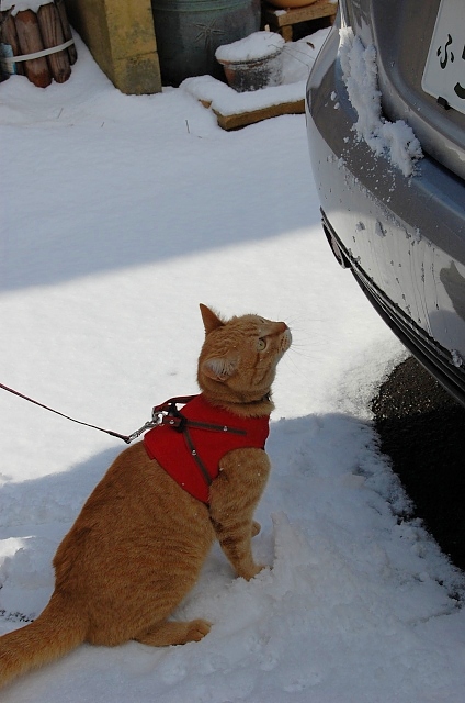 コメント50の画像