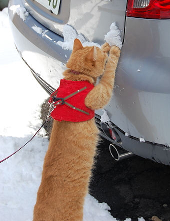 コメント51の画像