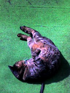 コメント69の画像