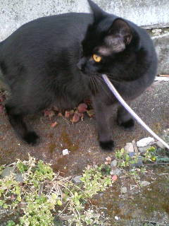 コメント7の画像