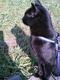 コメント29の画像