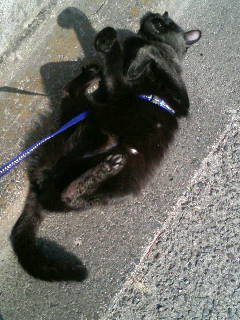 コメント41の画像