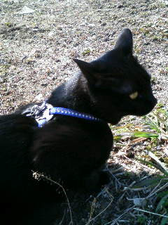 コメント53の画像