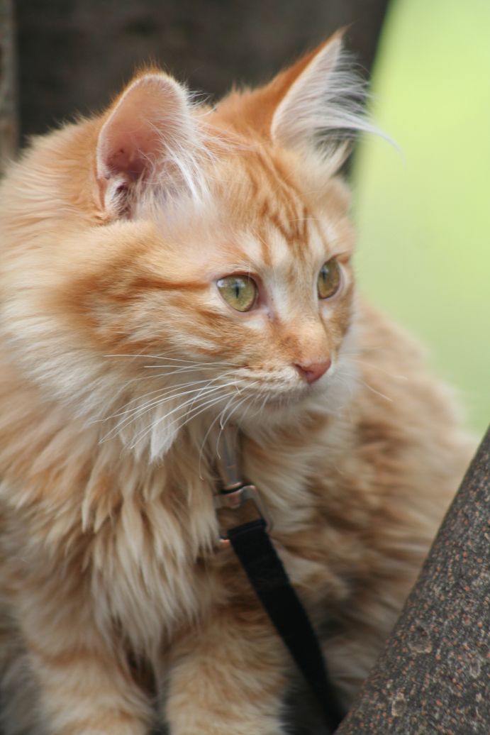 コメント74の画像