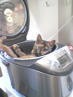 コメント83の画像