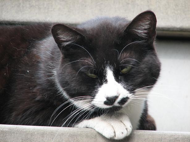 コメント85の画像