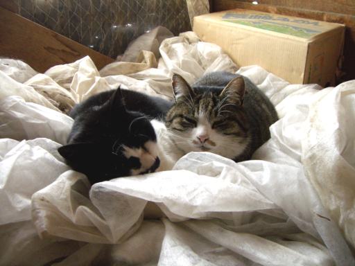 コメント1の画像