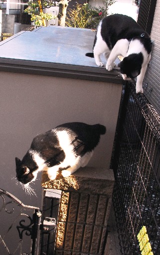 コメント2の画像