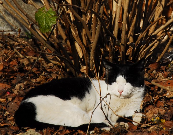 コメント9の画像